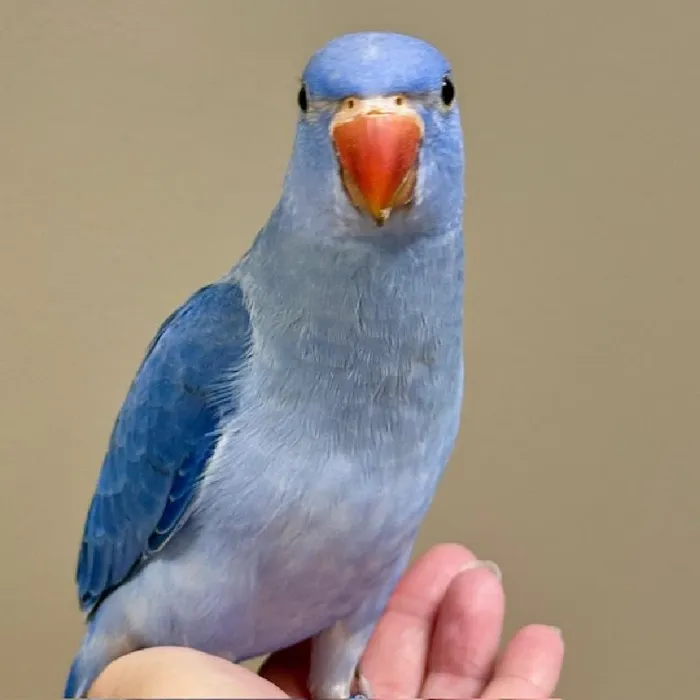 Unknown Indian Ringneck Bird for Sale in Lee's Summit, MO