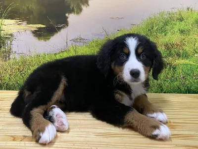 Female Bernese Mountain Dog Puppy for Sale in Lee's Summit, MO