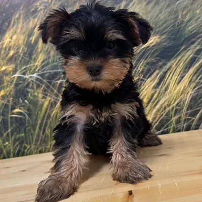 Female Yorkie Puppy for Sale in Lee's Summit, MO