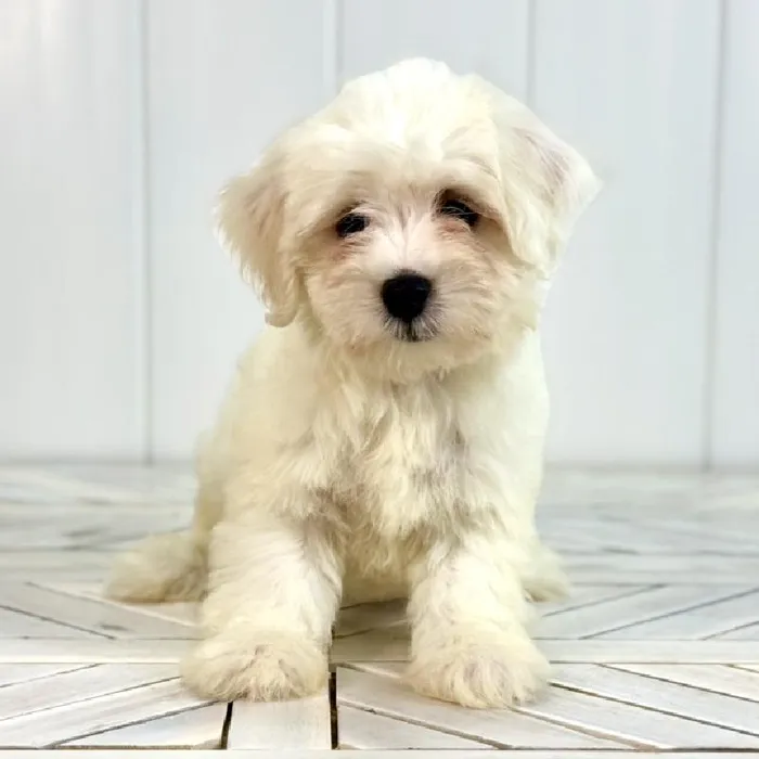 Male Coton De Tulear puppy named Cheesecake for sale at Summit Zoo.
