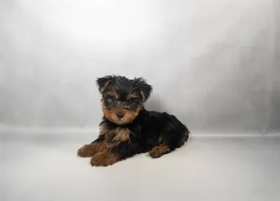 Male Yorkie puppy named Cookie for sale at Summit Zoo.