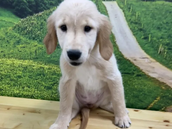 Female Golden Retriever Puppy for Sale in Lee's Summit, MO