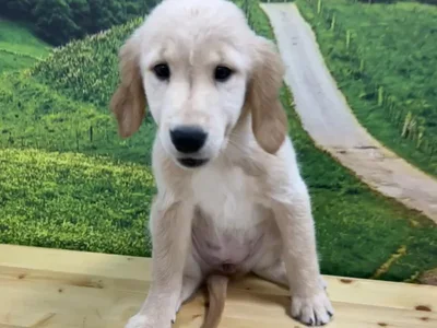 Female Golden Retriever Puppy for Sale in Lee's Summit, MO