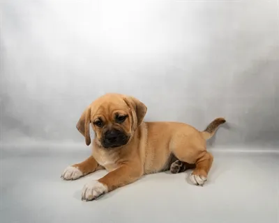 Male Puggle puppy for sale at Summit Zoo.