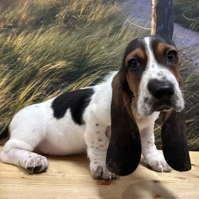 Male Basset Hound Puppy for Sale in Lee's Summit, MO