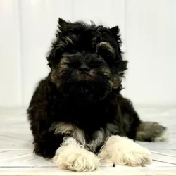 Female Mini Schnauzer puppy named Pinky for sale at Summit Zoo.