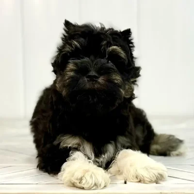 Female Mini Schnauzer puppy named Pinky for sale at Summit Zoo.