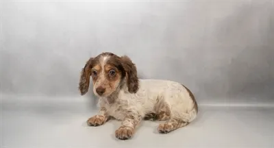 Female Dachshund puppy named Piper for sale at Summit Zoo.