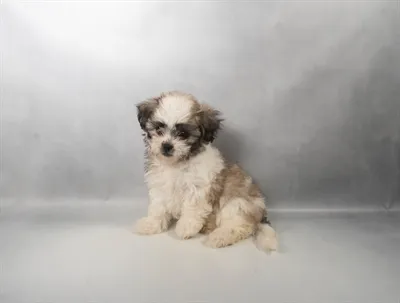 Female Teddy Bear puppy for sale at Summit Zoo.
