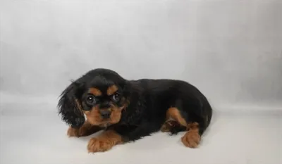 Female Cavalier King Charles Spaniel puppy named Lady for sale at Summit Zoo.