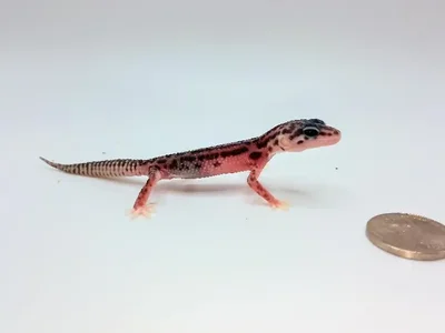 Unknown Striped Snow Leopard Gecko Reptile for Sale in Lee's Summit, MO