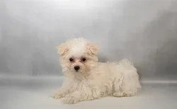 Female Silktese puppy named She-Hulk for sale at Summit Zoo.