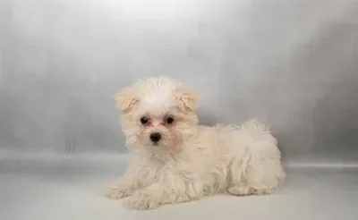 Female Silktese puppy named She-Hulk for sale at Summit Zoo.
