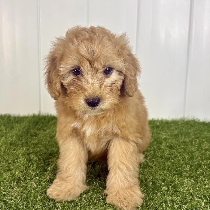 Female Mini Whoodle Puppy for Sale in Lee's Summit, MO
