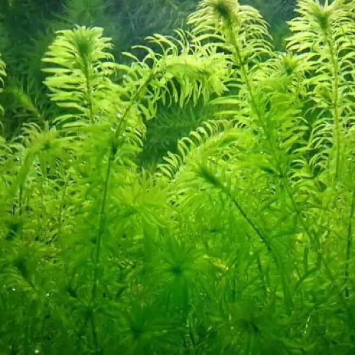 Unknown Anacharis freshwater plant for sale at Summit Zoo.