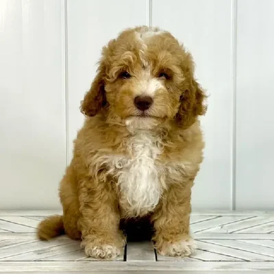 Male Mini Goldendoodle puppy named Sonny for sale at Summit Zoo.