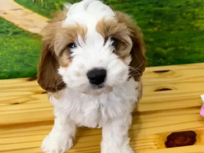 Male Cavapoo Puppy for Sale in Lee's Summit, MO