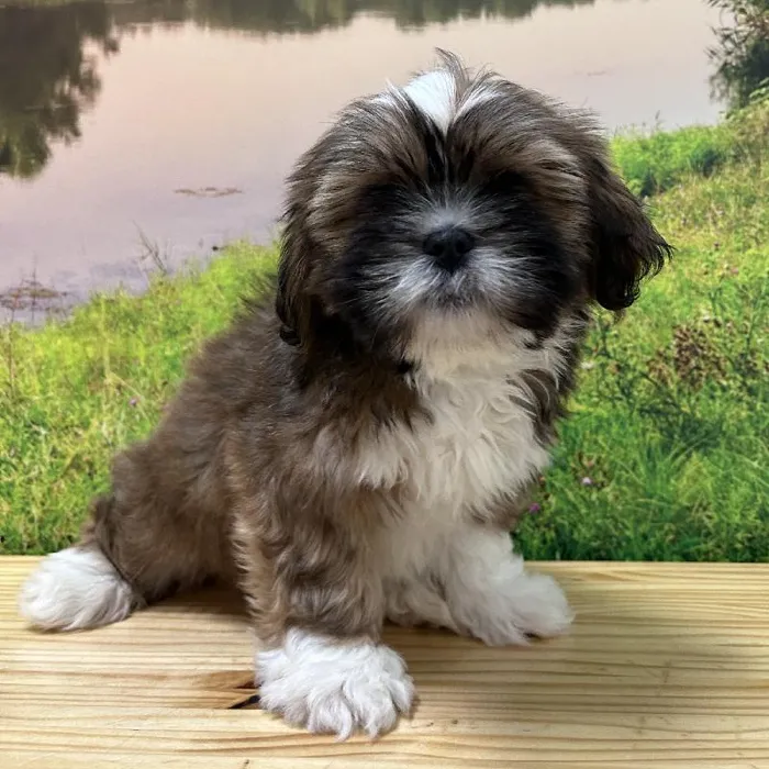 Male Lhasa Apso Puppy for Sale in Lee's Summit, MO