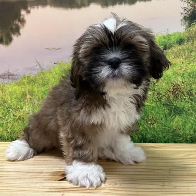 Male Lhasa Apso Puppy for Sale in Lee's Summit, MO