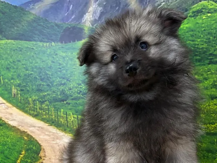 Male Keeshond Puppy for Sale in Lee's Summit, MO