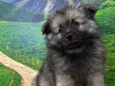 Male Keeshond Puppy for Sale in Lee's Summit, MO