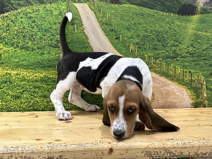 Female Basset Hound Puppy for Sale in Lee's Summit, MO
