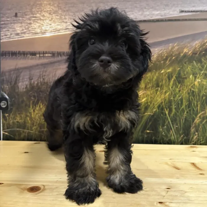 Female Havanese Puppy for Sale in Lee's Summit, MO