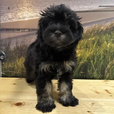 Female Havanese Puppy for Sale in Lee's Summit, MO