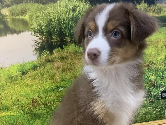 Female Australian Shepherd Puppy for Sale in Lee's Summit, MO