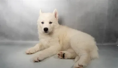 Female Siberian Husky puppy named Miny for sale at Summit Zoo.