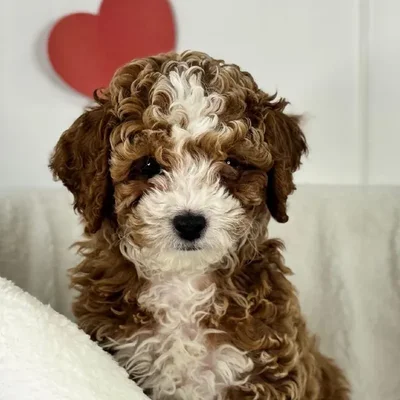 Male Cavapoo Puppy for Sale in Lee's Summit, MO
