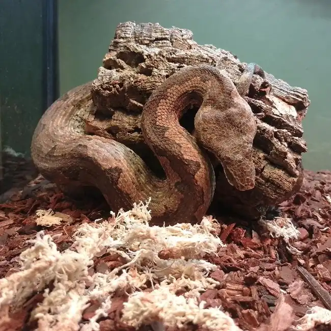 Unknown Solomon Island Ground Boa Reptile for Sale in Lee's Summit, MO