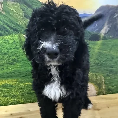 Male Mini Bernedoodle Puppy for Sale in Lee's Summit, MO