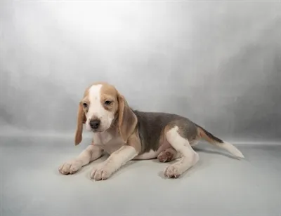 Male Beagle puppy named Meenie for sale at Summit Zoo.