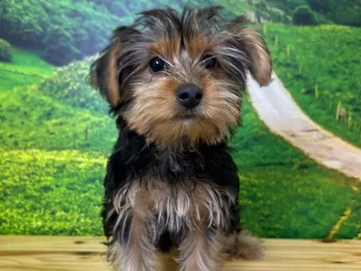 Female Yorkie Puppy for Sale in Lee's Summit, MO