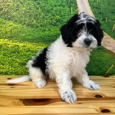 Male Havapoo Puppy for Sale in Lee's Summit, MO