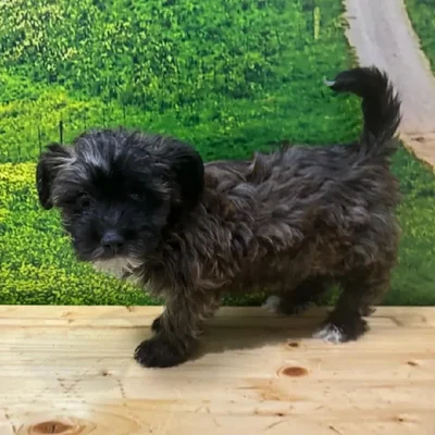 Male Silky Terrier-Bichon Puppy for Sale in Lee's Summit, MO