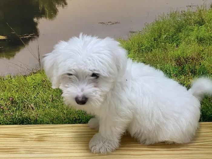 Male Coton De Tulear Puppy for Sale in Lee's Summit, MO