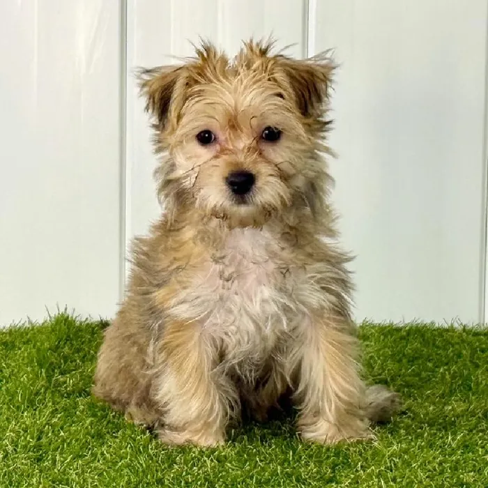 Female Morkie Puppy for Sale in Lee's Summit, MO
