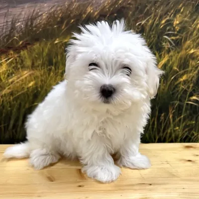 Male Maltese Puppy for Sale in Lee's Summit, MO