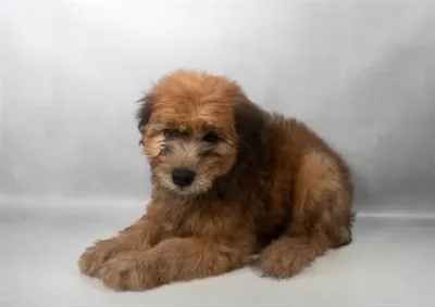 Female Soft Coated Wheaten Terrier puppy for sale at Summit Zoo.
