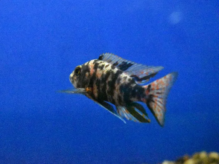 Unknown African Cichlid Freshwater Fish for Sale in Lee's Summit, MO