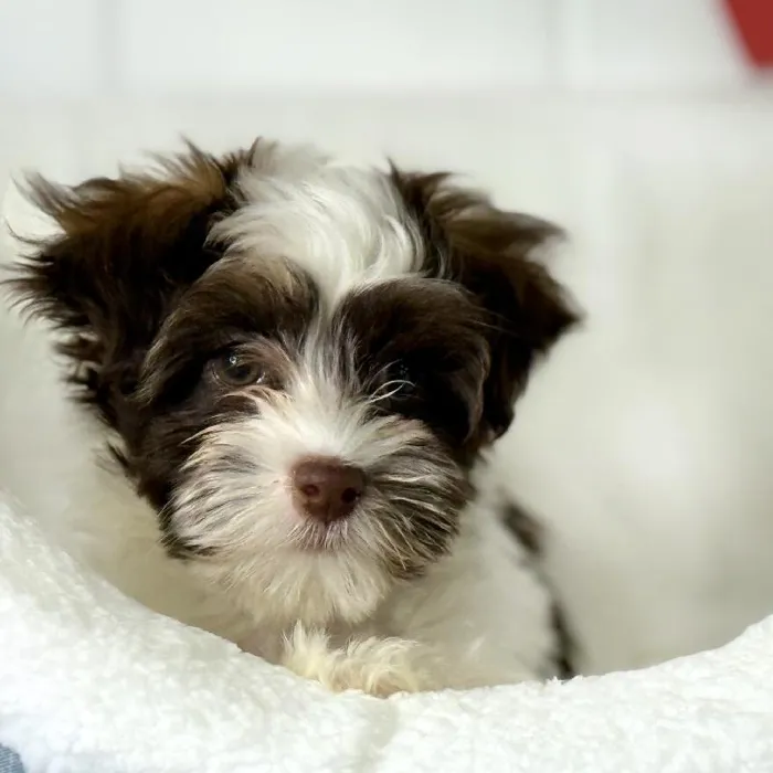 Male Havanese Puppy for Sale in Lee's Summit, MO