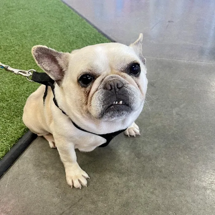 Female French Bulldog (adoption) Adoption Dog for Sale in Lee's Summit, MO