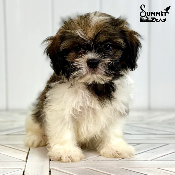 Male Shih Tzu puppy named Scooter for sale at Summit Zoo.