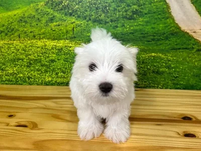 Male Maltese Puppy for Sale in Lee's Summit, MO