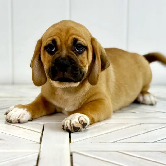Male Puggle puppy named Sapphire for sale at Summit Zoo.