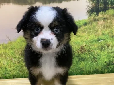 Female Toy Australian Shepherd Puppy for Sale in Lee's Summit, MO