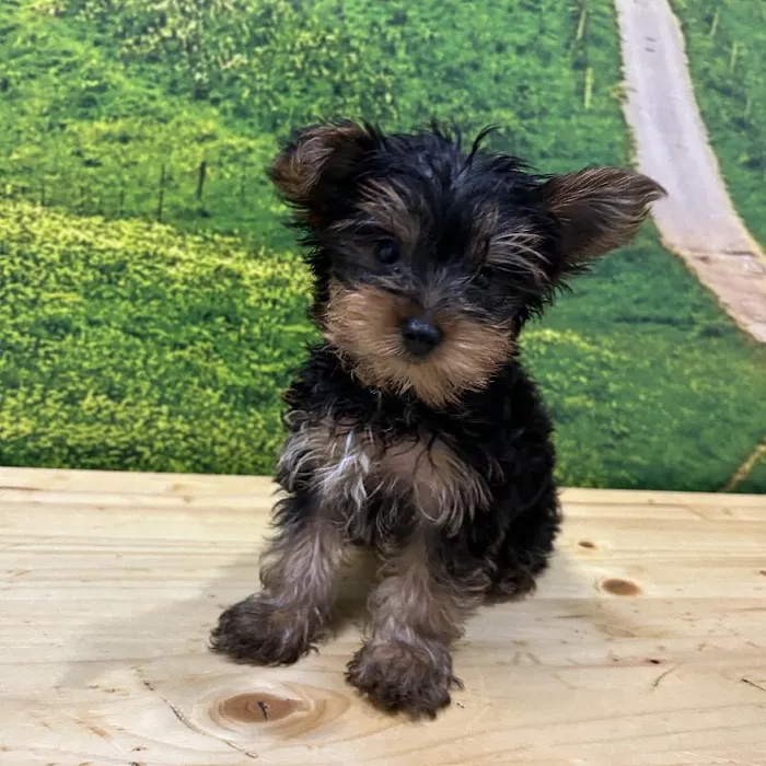 Male Yorkie Puppy for Sale in Lee's Summit, MO