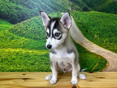 Male Pomsky Puppy for Sale in Lee's Summit, MO